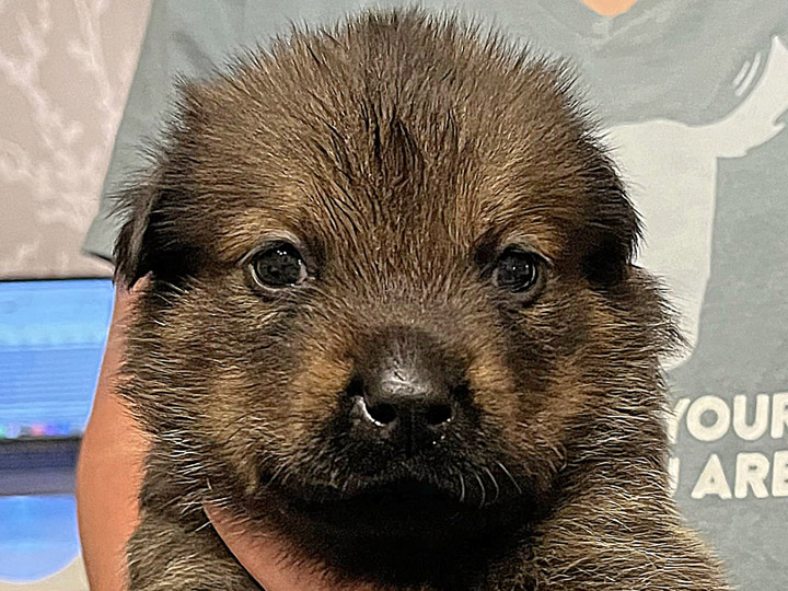 chinook puppy